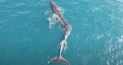 Понять могут только люди. В море обнаружен огромный кит со сколиозом: как такое может быть (видео)