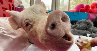 В Канаде домашняя свинка ошеломила владельцев своими размерами, когда выросла