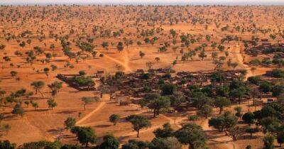 Углерод и в Африке углерод: ученые смогли оценить его количество в африканских деревьях
