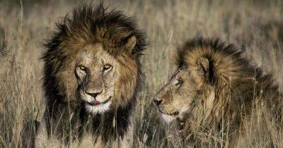 Король-лев мертв. Самого известного льва Серенгети убил молодой самец