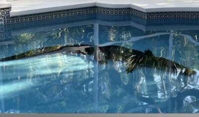 "Неожиданный сюрприз": огромный аллигатор перелез через забор и поселился в бассейне частного дома