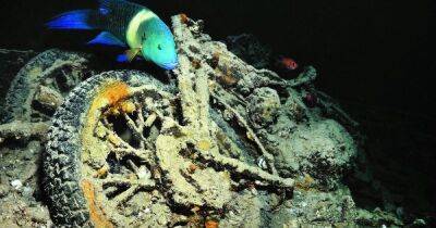 Удивительный коралловый риф вырос на затонувшем корабле времен Второй мировой (фото)