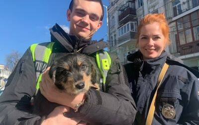Полицейские спасли щенка от хозяйки-изверга - korrespondent.net - Украина - Киев