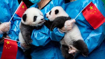 Медвежья заслуга: как панды стали элементом китайской мягкой силы