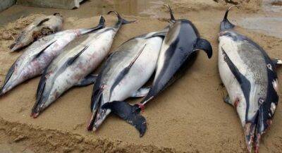 С начала зимы на атлантическое побережье Франции выбросило почти тысячу дельфинов - unn.com.ua - Украина - Киев - Франция