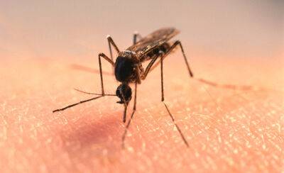 Ученые нашли комара, которому 247 миллионов лет