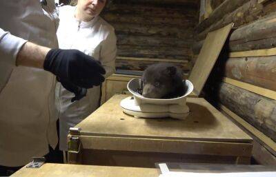 Общий весь медвежат-сирот из центра спасения под Торопцом сейчас составляет около 25 кг