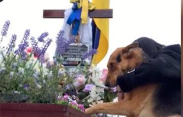 Видеофакт: пес пришел на могилу защитника Украины