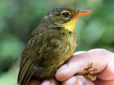 Впервые за 24 года ученые заметили мадагаскарскую певчую птицу - unn.com.ua - США - Украина - Киев - Франция - Мадагаскар