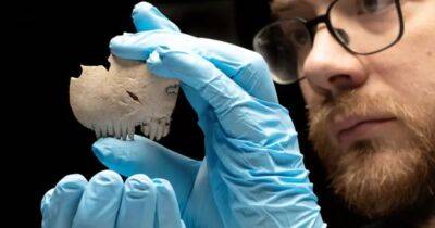 Носили, как оберег. Исследователи обнаружили гребень из человеческого черепа железного века - focus.ua - Украина - Англия - Лондон