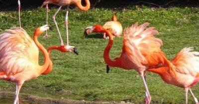 Забияки и тихони. Ученые выяснили, что фламинго создают собственные группировки - focus.ua - Украина - Англия