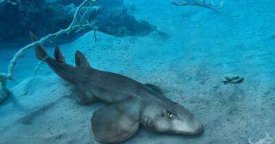 Кого назвали примитивным? Акулы Юрского периода были высокоразвиты еще 150 млн лет назад - focus.ua - Украина