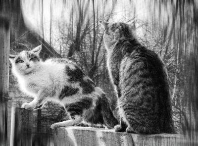 На фотовыставке в Твери покажут более 50 мартовских котов и кошек
