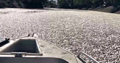 Мертвые воды: катастрофа стала причиной засорения реки миллионами тушек гниющей рыбы (видео) - focus.ua - Украина - Экология