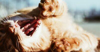 Заразительно полезно: ученые выяснили, для чего люди и животные зевают