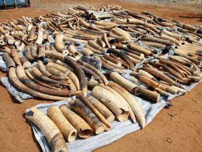 Во Вьетнаме конфисковали 7 тонн слоновой кости в крупнейшем деле о контрабанде