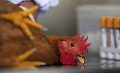 В Литве выявлена вспышка высокопатогенного птичьего гриппа