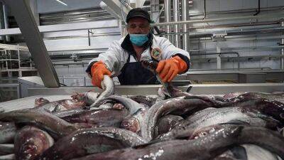 В РФ предложили отказаться от плана по росту потребления рыбы до 25 кг на человека