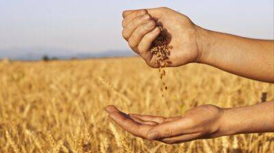 Зерна будет значительно меньше: Минагрополитики сделало первые прогнозы урожая-2023