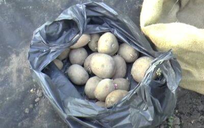 Украинцам рассказали, что будет с ценами на картошку в 2023 году