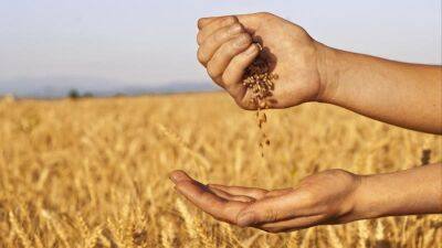 Зерна будет меньше: Минагрополитики предоставило прогнозы урожая-2023