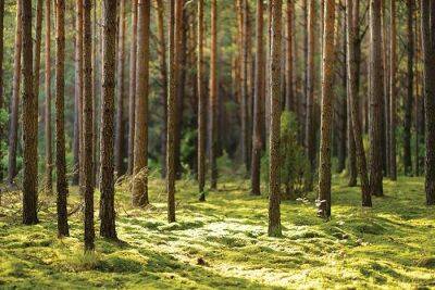 Третья часть деревьев в немецких лесах повреждена
