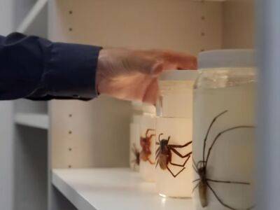 Sky News - В Австралии ученые обнаружили редкий вид пауков – "больших и красивых" - gordonua.com - Украина - Австралия