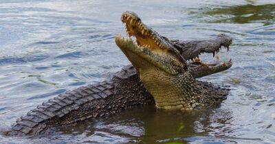 Устроили пикник: в Африке во время сафари крокодил украл холодильник у туристов (видео)
