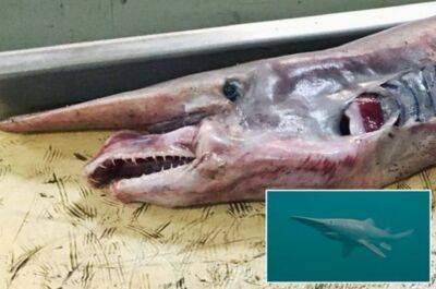 "Супер редкость!" Была поймана доисторическая акула-гоблин, которую приняли за монстра из фильма "Чужой"