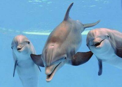 Стая дельфинов была замечена у берегов Черного моря | Новости Одессы