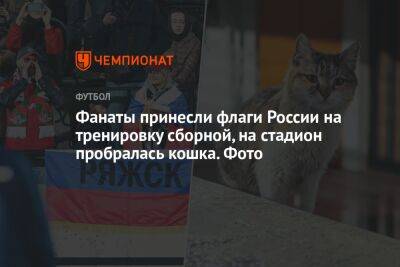 Фанаты принесли флаги России на тренировку сборной, на стадион пробралась кошка. Фото
