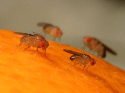 Плодовые мушки способны определять кислотность пищи - исследование