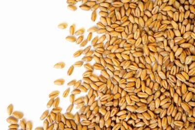 Тверским предприятиям разъяснили особенности декларирования зерна