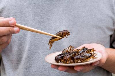 Зухра Павлова - Врач оценила, может ли еда из насекомых заменить мясо - obzor.lt
