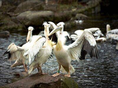 В Киевском зоопарке выпустили на воду семью пеликанов: 16 розовых и четыре кудрявых. Фото - gordonua.com - Украина