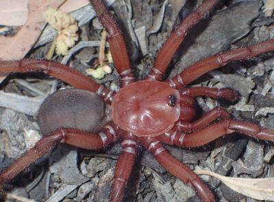 В Австралии обнаружили редкий тип гигантских пауков - unn.com.ua - Украина - Киев - Австралия - штат Квинсленд