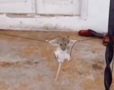 Узбекистанец поймал и ради смеха издевался над мышкой. Видео