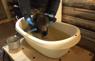Медвежатам в Центре Пажетновых в Тверской области устроили банный день