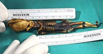 В США ученые смогли разгадать многолетнюю тайну скелета "инопланетянина" (фото)