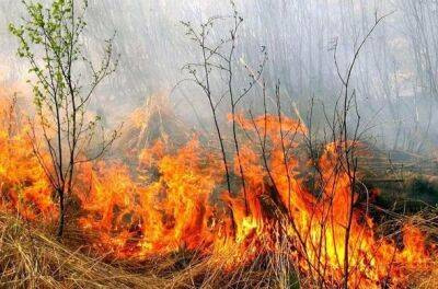 Выгорело 4 га: на Харьковщине продолжают поджигать сухостой