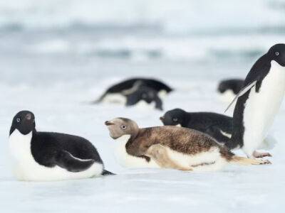 В Антарктиде заметили необычного пингвина: фотограф поделился снимком
