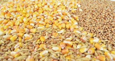 Беларусь вводит лицензирование вывоза зерновых