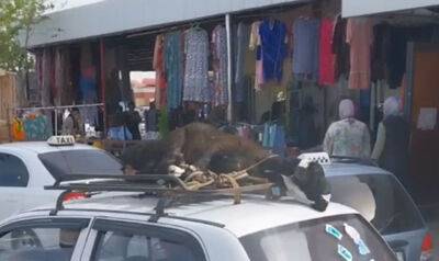 В Бухаре водитель привязал барана к крыше "Матиза" и катался с ним по городу. Видео