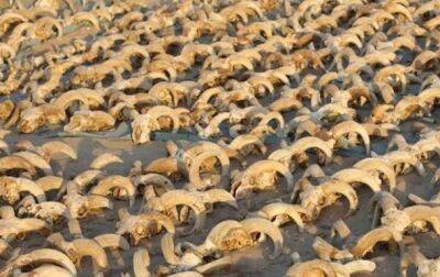 В Египте нашли более двух тысяч мумифицированных бараньих голов
