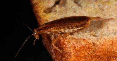 Смертельно сладкая любовь: как тараканы изменили свои брачные ритуалы из-за сахарных ловушек людей