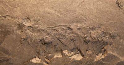 Цвела у динозавров. Китайские палеонтологи обнаружили цветок возрастом 170 миллионов лет