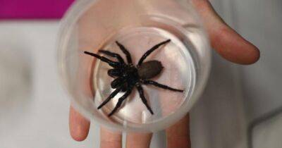 Могут выживать под водой: в Австралии смертоносные пауки прячутся в бассейнах (фото)