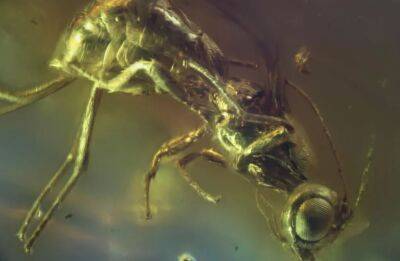 В балтийском янтаре найден новый вид древних насекомых Palaeorhoptrocentrus kanti