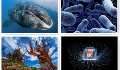 10 самых долгоживущих организмов Земли