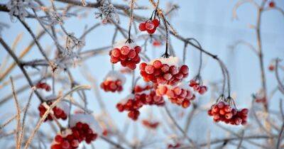 Прошедшая зима стала одной из самых теплых в Украине за 200 лет, — ученые